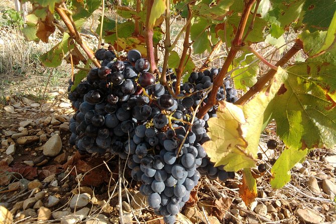 Cotes de Provence Wine Tour from Aix-en-Provence - Stop 2: Domaine Terre de Mistral tasting (again, with possible swaps)