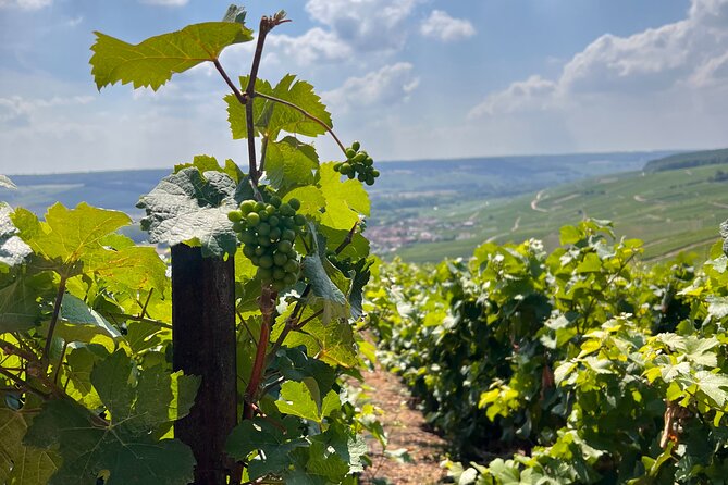 Day trip by van in Champagne small group of 8 - The 8.5-hour rhythm: what the day actually feels like