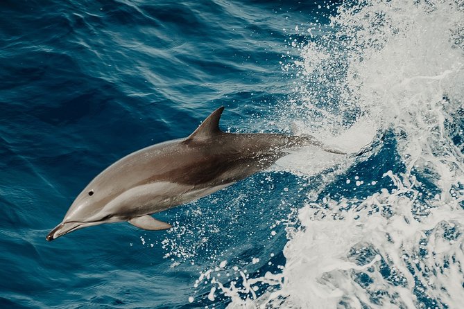 Depart Saint Raphaël: Meet the Dolphins - Key things to know before you go
