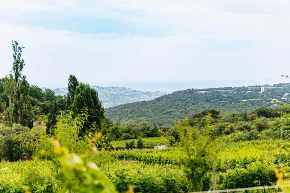 Dinner in the vineyard French Riviera - Is $329 a fair price?