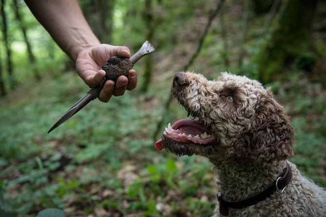 Discovery of the world of Truffles and tasting - Julio and the dog demo: the real show