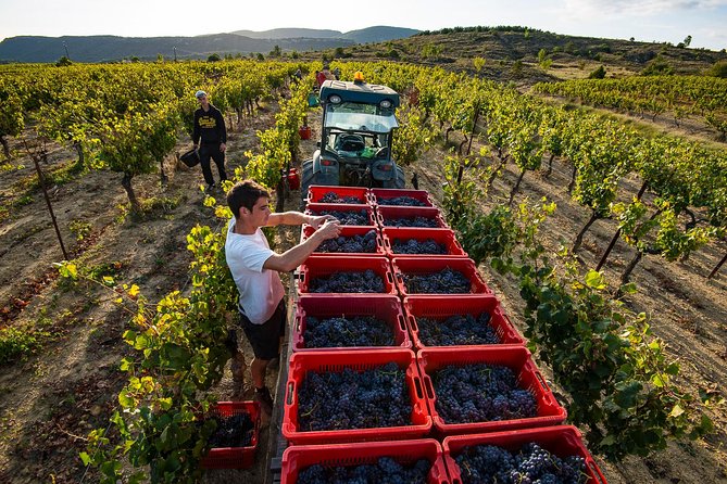 Domain visit - A 2-hour tasting route through Château de la Selve