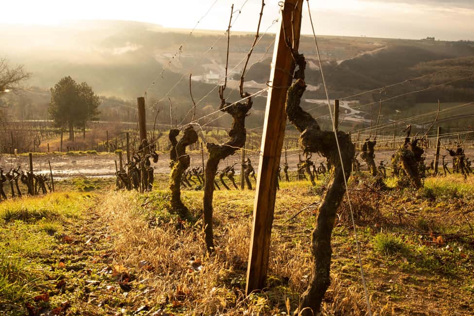 DOMAINE DE MONTMAIN : Visit - Tasting - Sales - Timing and Pacing: A Focused Hour That Works