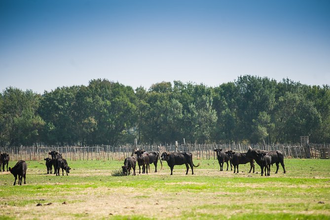 Electric bike excursion in Camargue - Inside Camargue Working Life: The Bull and Horse Breeder Stop
