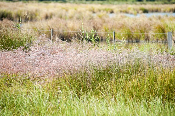 Electric bike excursion in Camargue - Flamingos and Migratory Birds: When to Watch and What to Notice