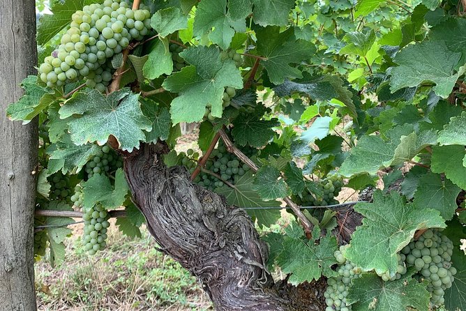 English Speaking Loire Winery Tours originating from Chinon - Half-Day Plan: Two Vineyards and 10+ Wines