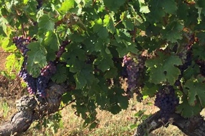 English Speaking Loire Winery Tours originating from Chinon - The Flow of the Day: Pickup, Vineyards, and Tasting Stops
