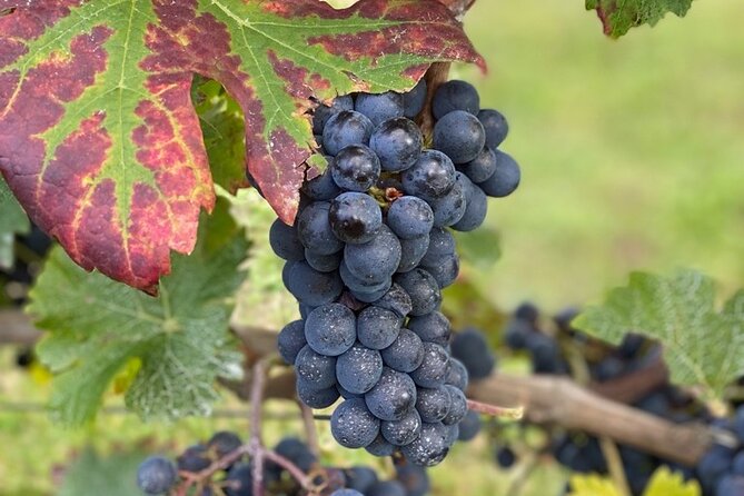 English Speaking Loire Winery Tours pickup from Amboise or Tours - The tastings aren’t random: you’ll sample across styles you’ll actually remember