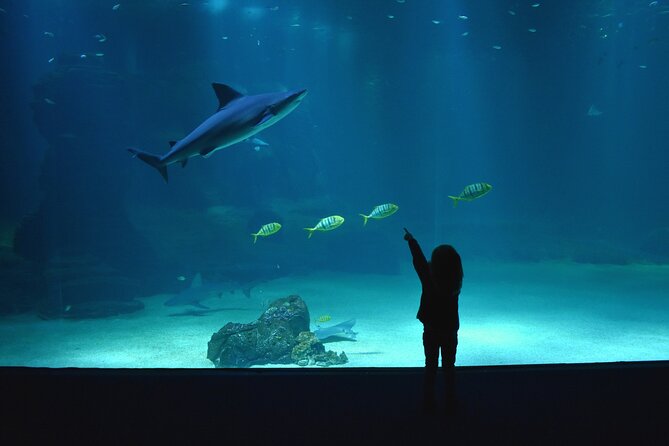 Entrance Ticket Nausicaa, the biggest aquarium in Europe - Exhibits that make people linger: science screens and big-tank tech