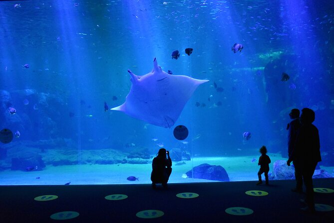 Entrance Ticket Nausicaa, the biggest aquarium in Europe - Crowds and comfort: when Nausicaa is at its most difficult