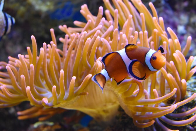Entrance Ticket Nausicaa, the biggest aquarium in Europe - Who should book this Nausicaa experience