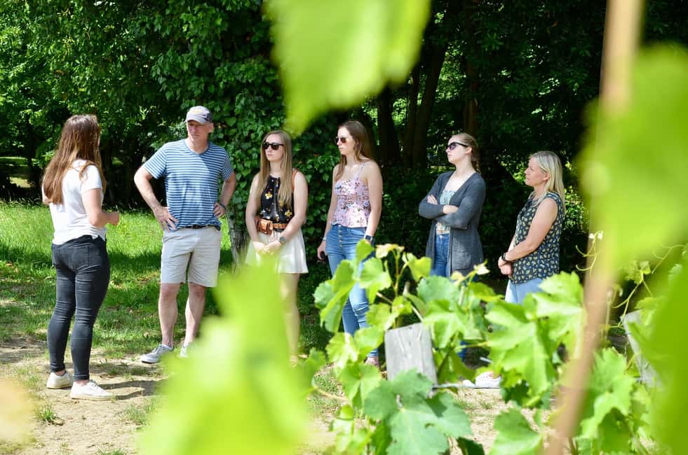 Explore Saint-Émilion on e-Bikes: Small Group, half-Day Tour - What the $116 price gets you