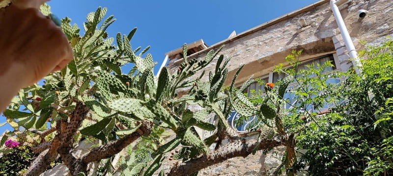 Èze: Walking Tour with a Certified Local Guide - Jardin Exotique: skip the line, then aim your eyes at the details