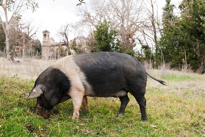 Farm Tour: the Cinta Senese Tuscan pig - Meeting the black-and-pink pig near Montepulciano