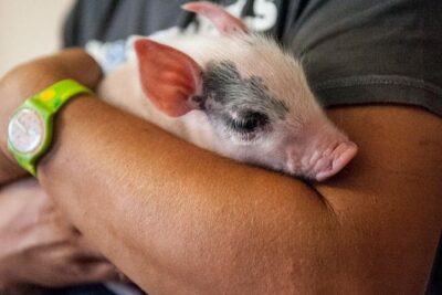 Farm Tour: the Cinta Senese Tuscan pig - Why Cinta Senese matters to Tuscan food