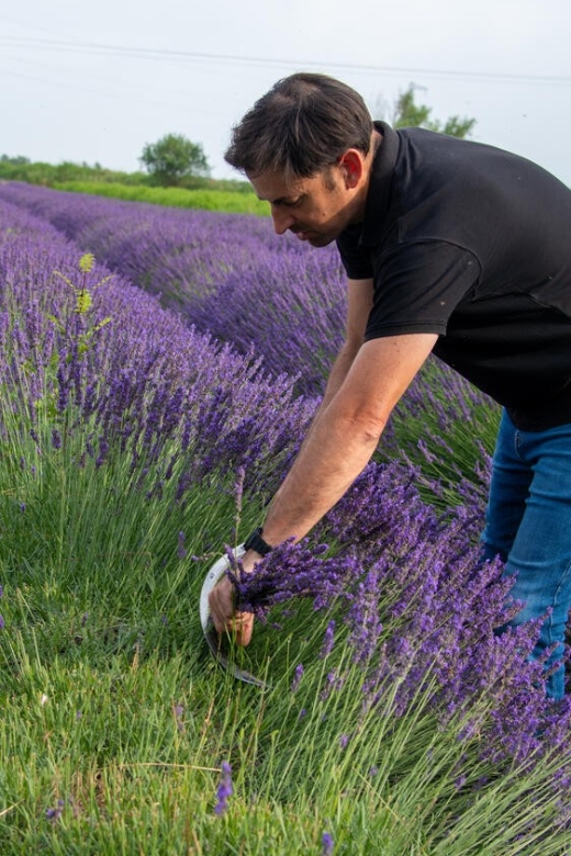 Flowers picking and essential oil distillation workshop - From lavender field to copper still