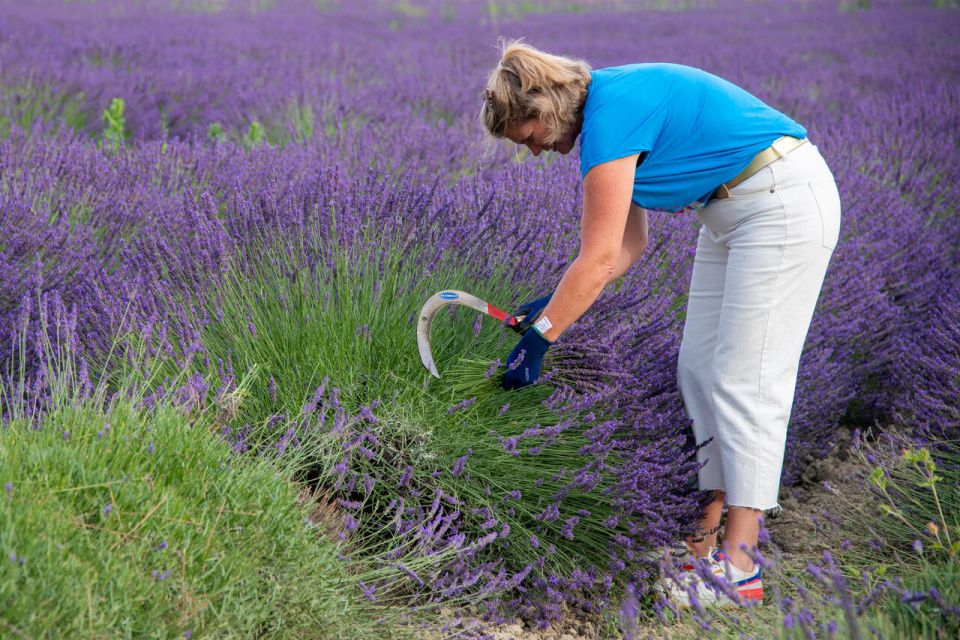 Flowers picking and essential oil distillation workshop - Packing the still by hand