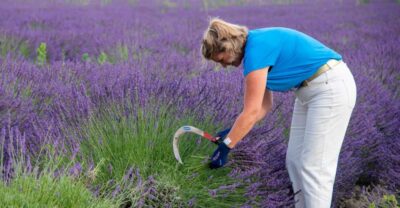 Flowers picking and essential oil distillation workshop - Learning the old harvesting gesture