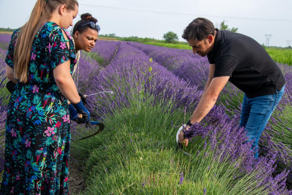 Flowers picking and essential oil distillation workshop - Languages, pace, and who will enjoy it