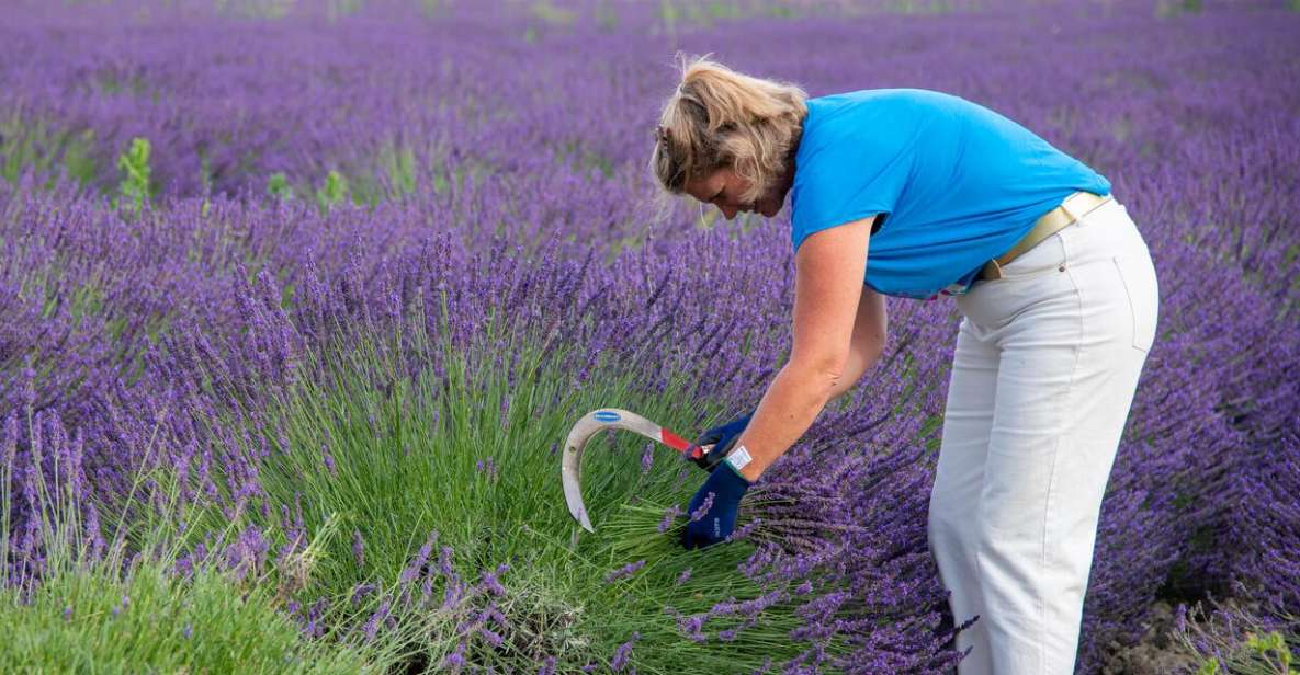 Flowers picking and essential oil distillation workshop - Learning the old harvesting gesture