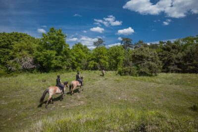 Fontainebleau : Horse-riding, Gastronomy & Château - Horseback through the former royal hunting grounds