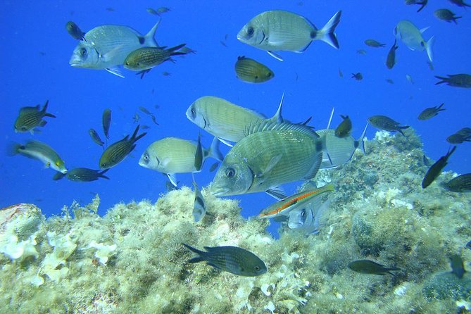 French Riviera Villefranche Bay Snorkeling Tour from Nice - Gear Fitting, Wetsuits, and the Swimming Rules You Must Respect
