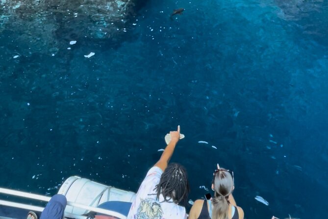 Friendly discovery of Scandola Calanques de Piana and meal stop at Girolata - Wildlife and those small surprises at sea