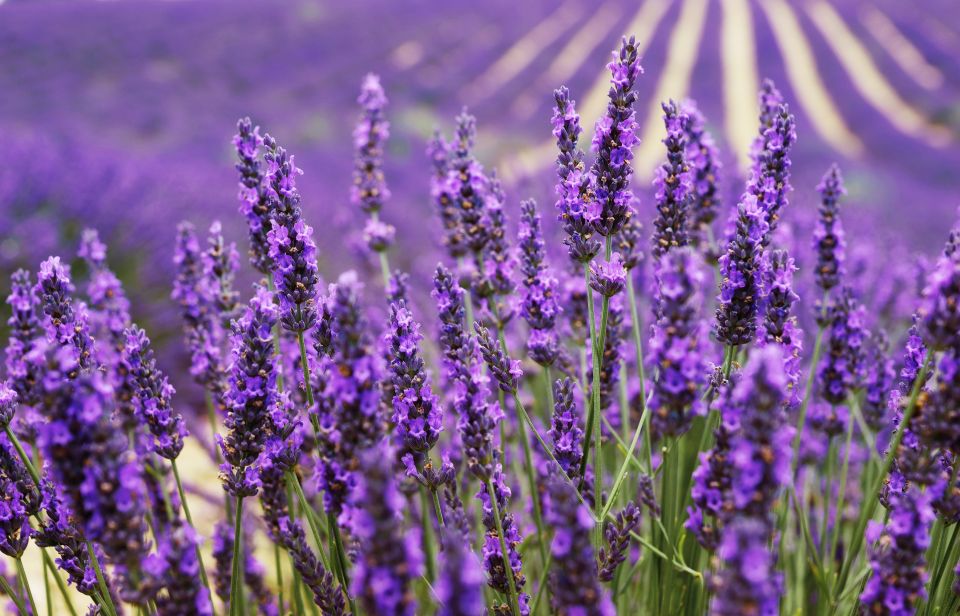 From Aix: Day Trip to Valensole Lavender Fields in Provence - Key highlights you should care about