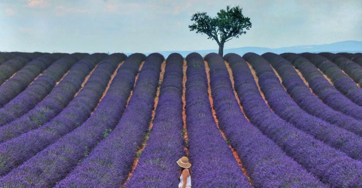 From Aix: Day Trip to Valensole Lavender Fields in Provence - The lavender distillery visit: what you learn before you buy