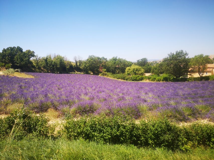 From Aix: Day Trip to Valensole Lavender Fields in Provence - The lavender road photo stops: how to make your pictures look expensive