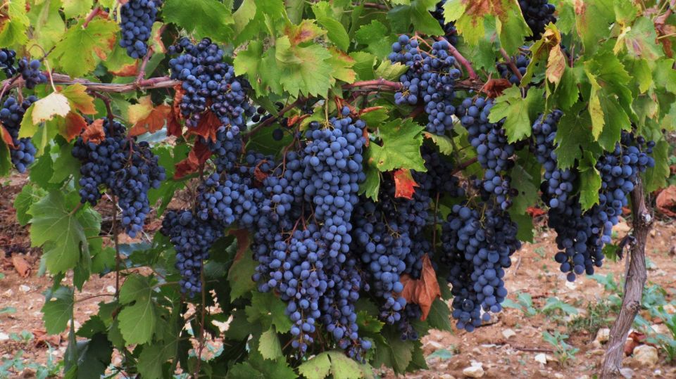 From Aix-en-Provence: Côtes de Provence Wine Tour - Estate visit #2: second tasting, more variety, and the time tradeoff