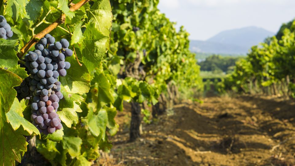 From Aix-en-Provence: Half-Day Wine Tour - From Aix to the Vineyards: How This Half-Day Actually Works