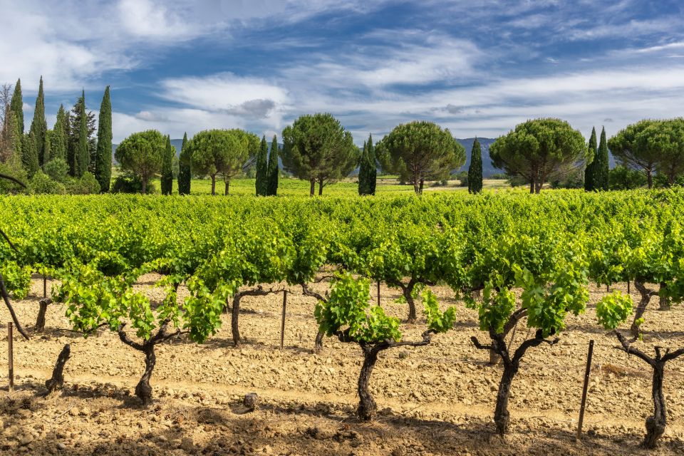 From Aix-en-Provence: Half-Day Wine Tour - Food, Snacks, and the Little Things That Change Your Experience