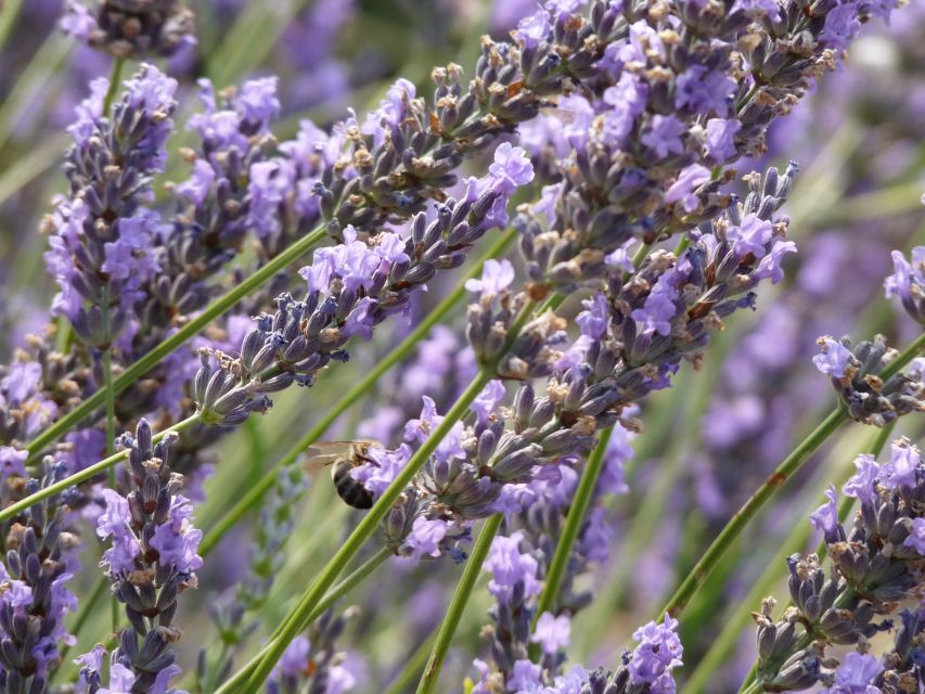 From Aix-en-Provence: Sault Lavender & Gordes Full-Day Tour - When the Bloom Changes the Plan