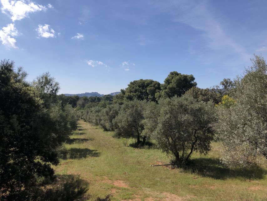 From Arles: Alpilles Regional Park Provence 4x4 Safari - Olive Mill Stop and Oil Tasting: What You’ll Learn (and Why It’s Worth It)