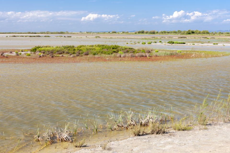 From Arles: Half-Day 4x4 Camargue Safari - Private land moments: bulls and horses up close