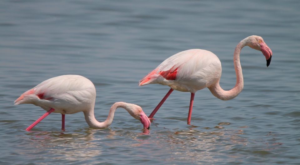 From Arles: Half-Day 4x4 Camargue Safari - Ponds and marshes: how flamingos fit into the story