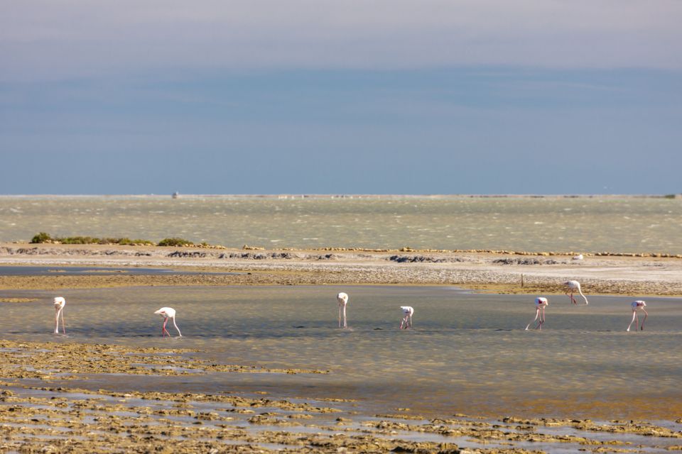 From Arles: Half-Day 4x4 Camargue Safari - Saintes-Maries-de-la-Mer: a real break from the wild