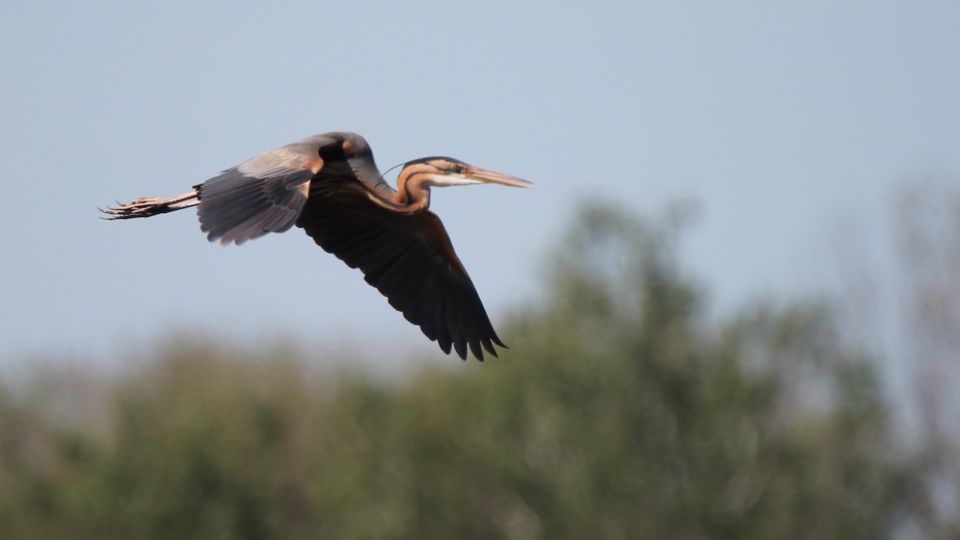 From Arles: Half-Day 4x4 Camargue Safari - Guide-led explanations: why this tour is more than transport