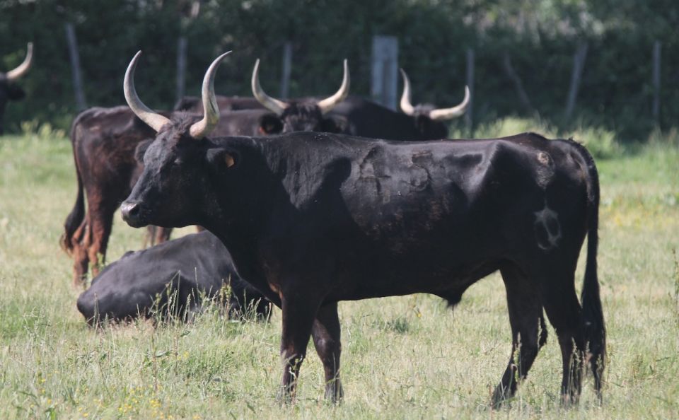 From Arles: Half-Day 4x4 Camargue Safari - The big idea: humans and wildlife share the wetlands