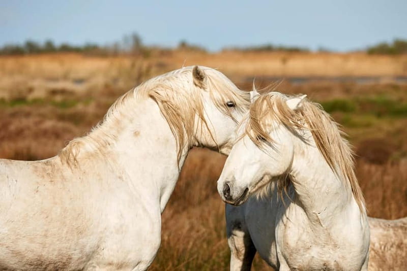 From Avignon: Camargue Tour with Bird Park Entry - Camargue Bulls and White Horses: The Ranch-Stops Part of the Day