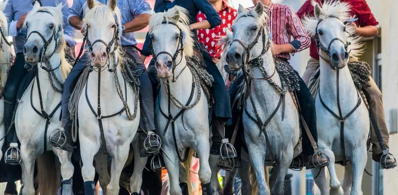 From Avignon: Camargue Tour with Bird Park Entry - FAQ