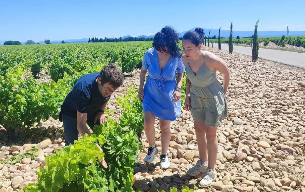From Avignon: Châteauneuf du Pape Half-Day Wine Tour - A Quick Break for Photos, Then Straight Back to the Wines