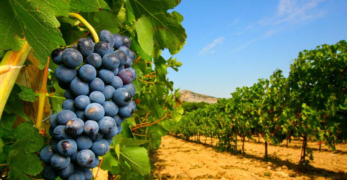 From Avignon: Half-Day Great Vineyards Tour - Key Things To Know Before You Go