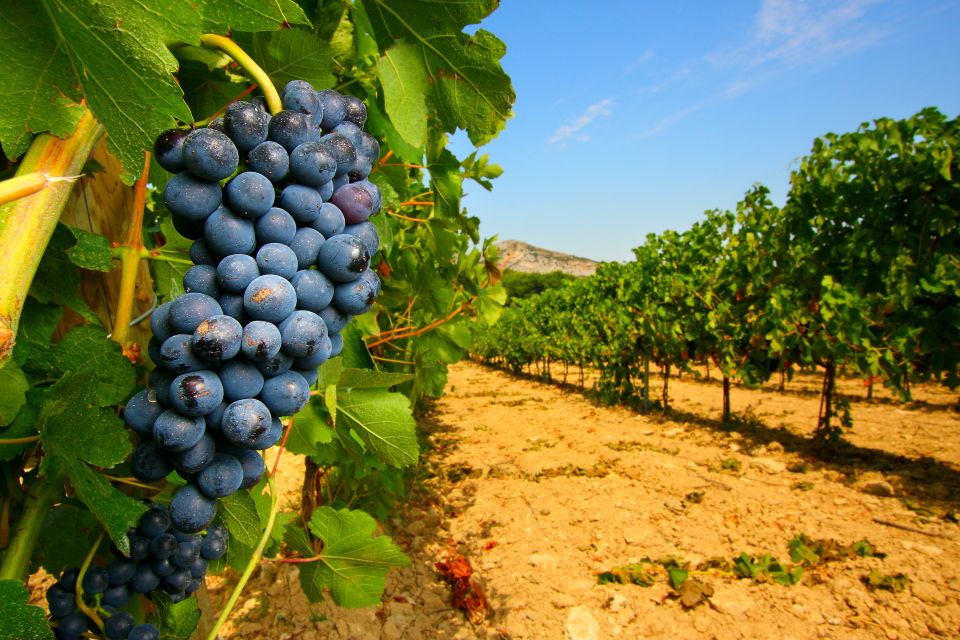 From Avignon: Half-Day Great Vineyards Tour - Meeting in Avignon: the start that sets the tone