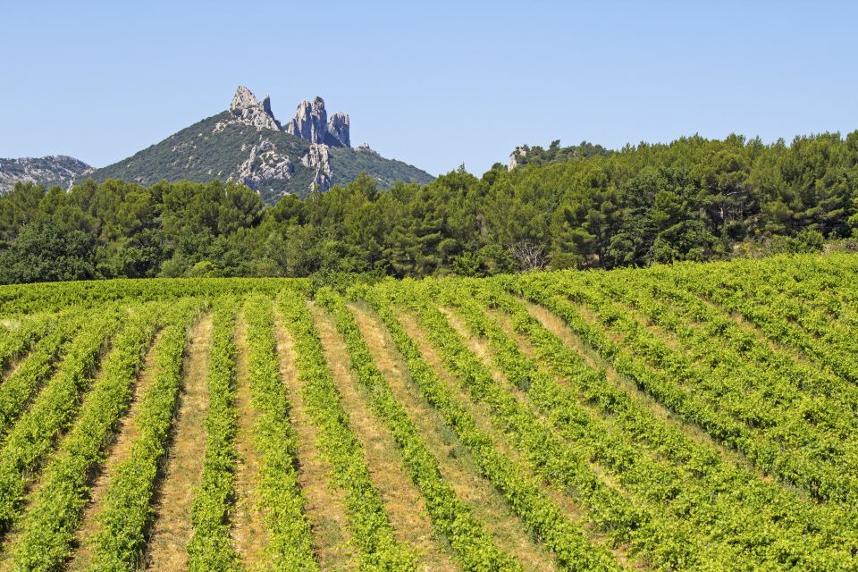 From Avignon: Half-Day Great Vineyards Tour - The Dentelles de Montmirail connection you’ll feel (not just hear about)