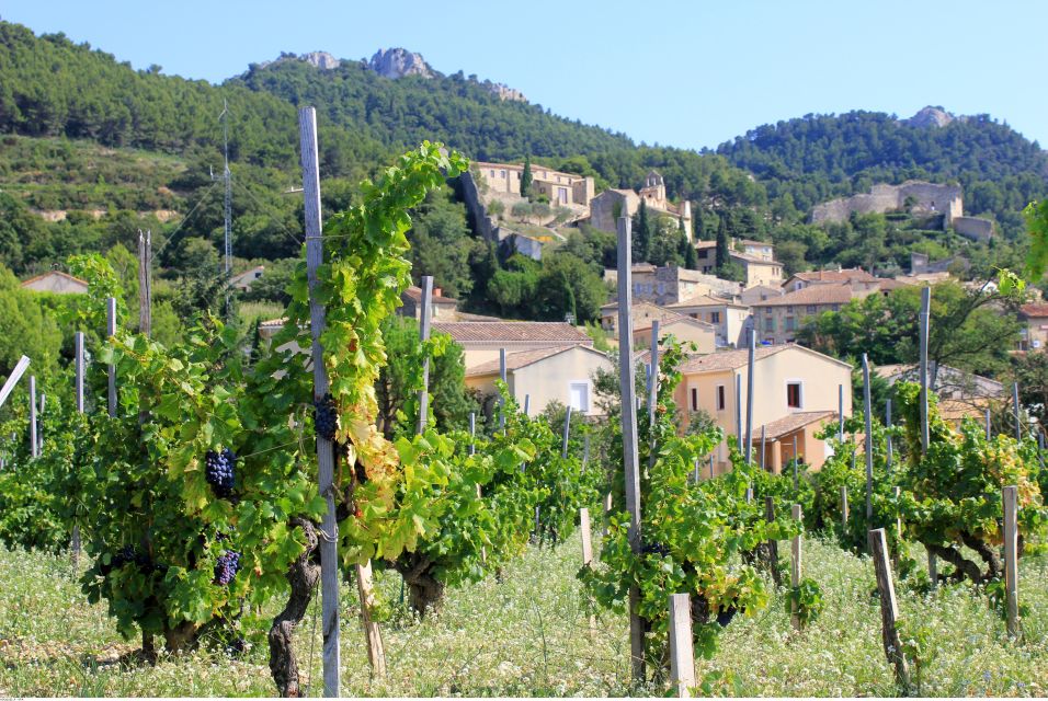 From Avignon: Half-Day Great Vineyards Tour - What the guide teaches during vineyard touring