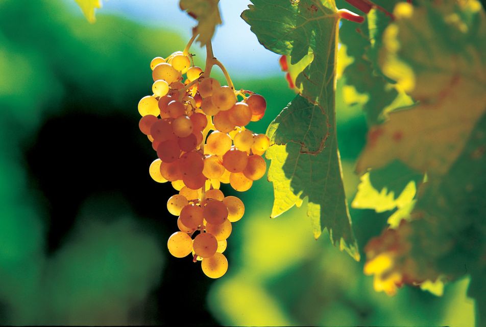 From Avignon: Half-Day Great Vineyards Tour - Transportation quality: why comfort matters on wine tours