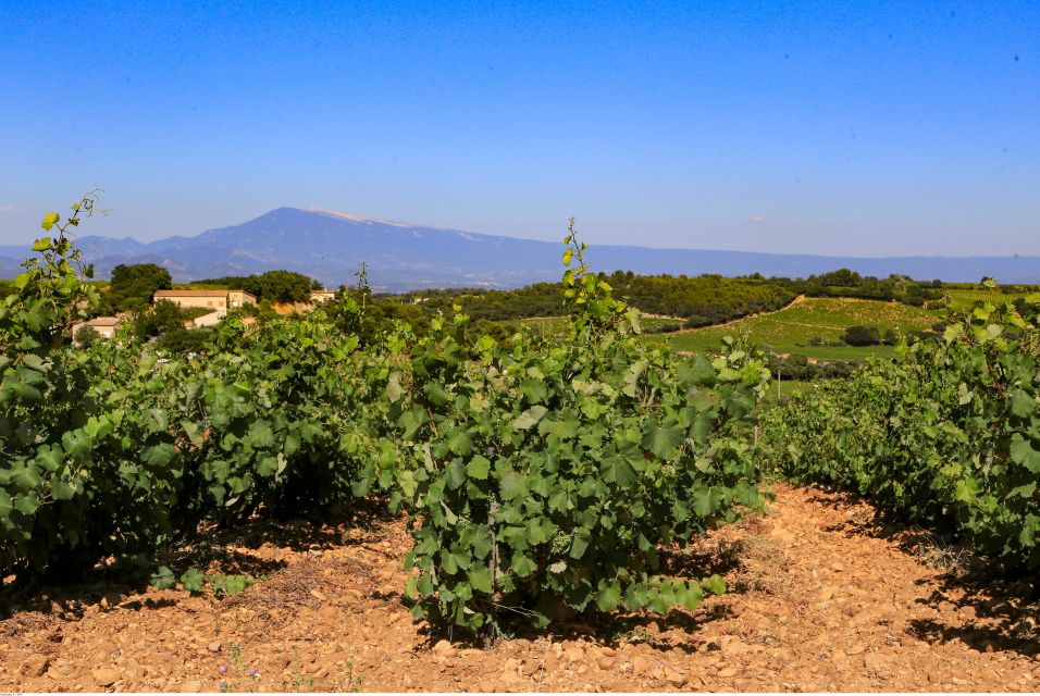 From Avignon: Half-Day Great Vineyards Tour - Gigondas, Séguret, and Châteauneuf-du-Pape: what “Grand Cru” means here