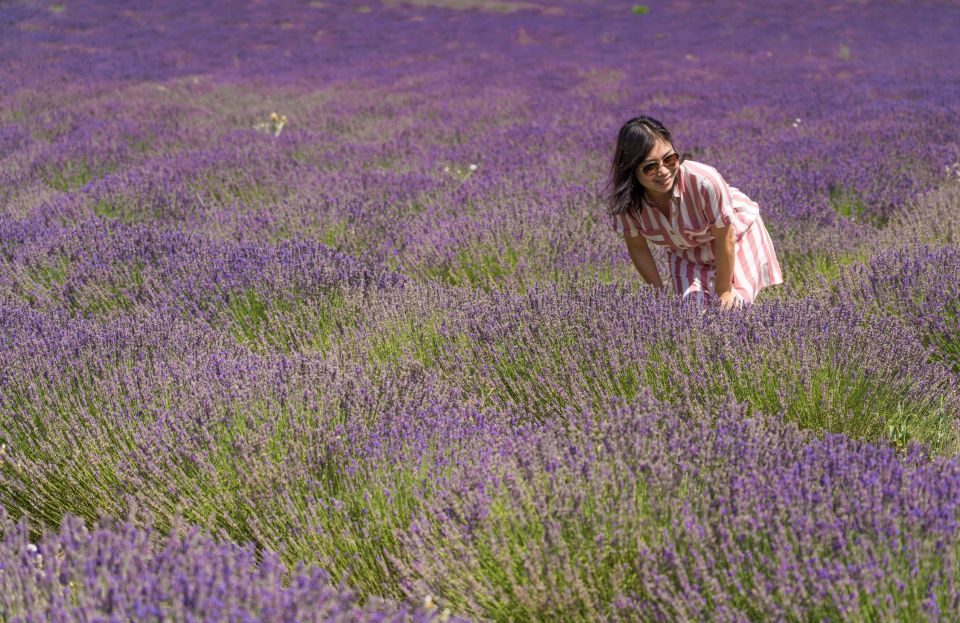 From Avignon: Half-Day Lavender Tour of Luberon - Bloom Season Timing: June 6 to July 5